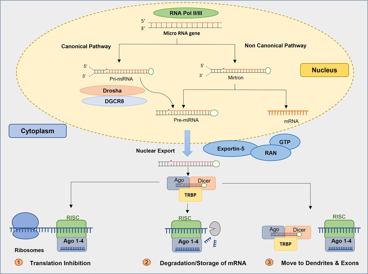 MicroRNA Biomarkers as Next-Generation Diagnostic Tools for Neurodegenerative Diseases: A Comprehensive Review