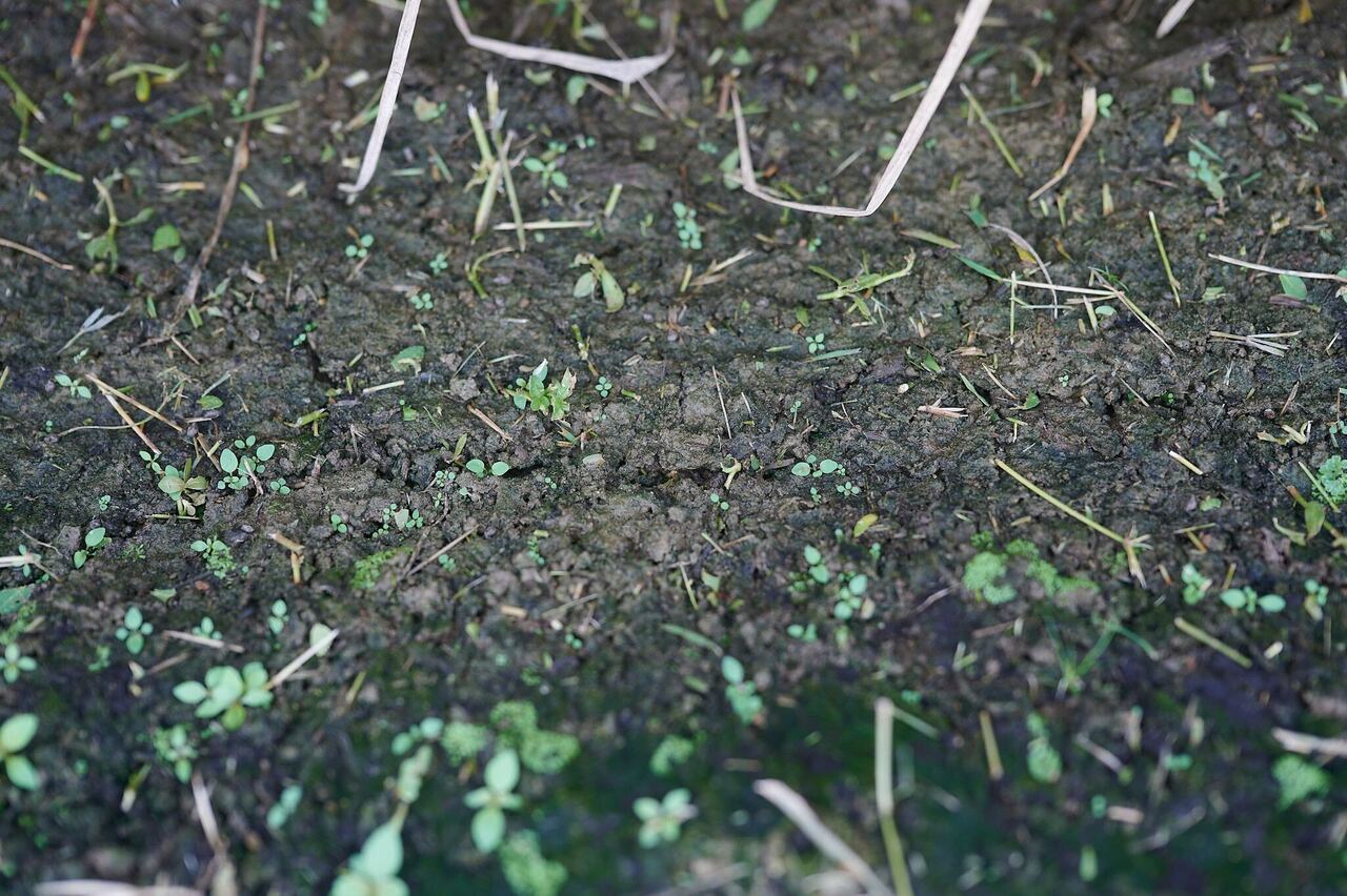 Hidden Geochemical and Microbial Controls on soil Organic Carbon Decomposition