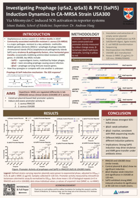 Research Poster: Investigating Mobile Genetic Element (MGE) Induction Dynamics in CA-MRSA, USA300