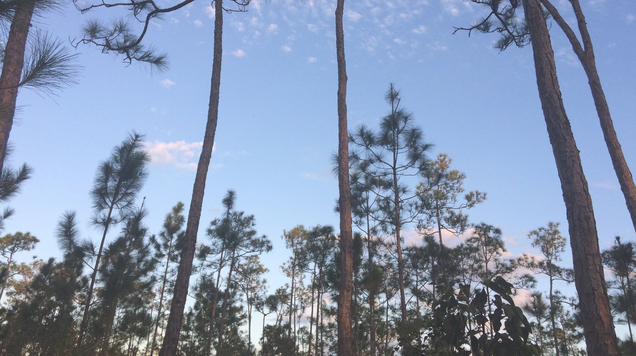 Forests might change faster than expected