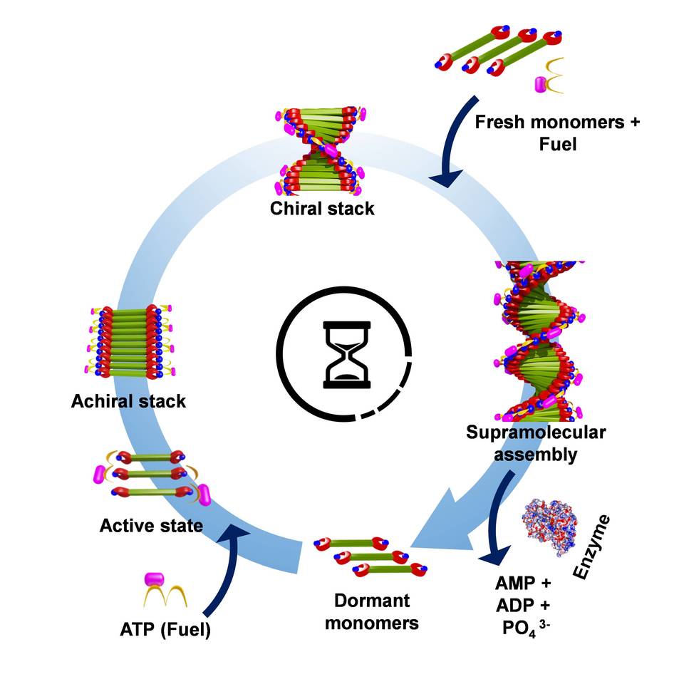 ATP drives the supramolecular tango