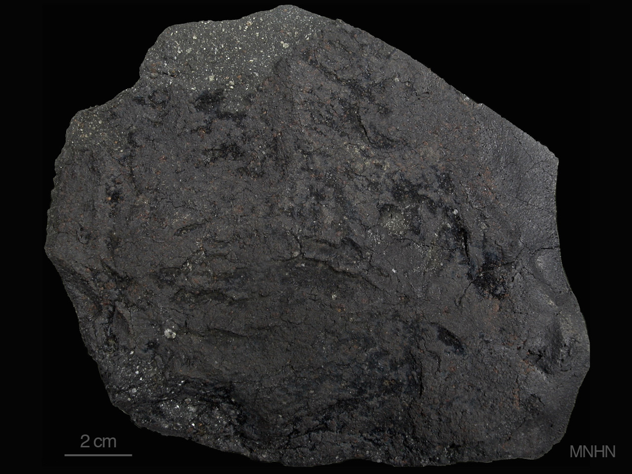 Origin of water in carbonaceous asteroids