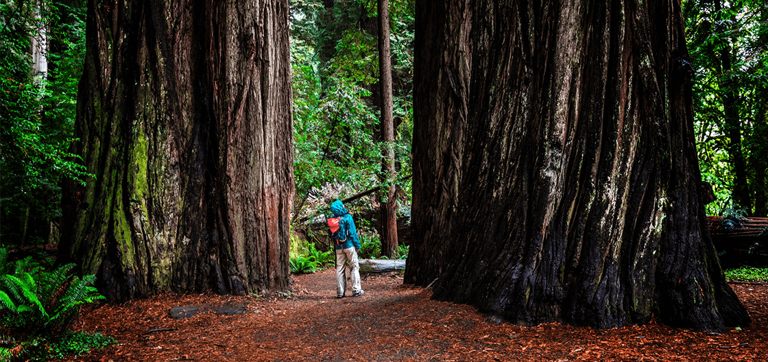 Redwood on Broadway: Exploring the AV Technology