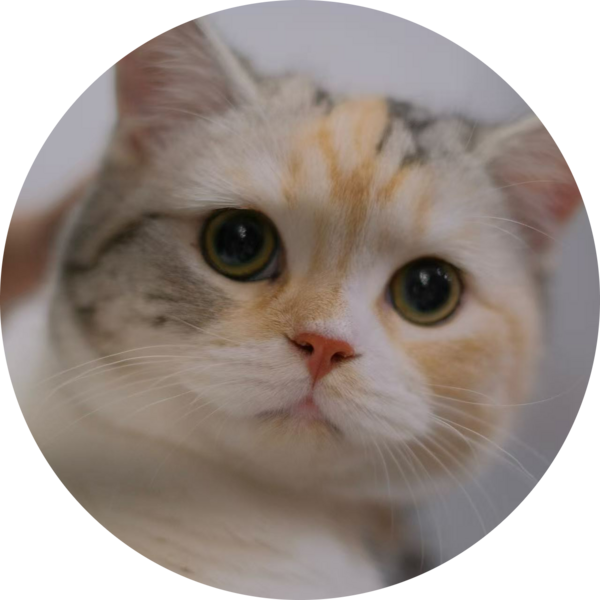 Go to the profile of Xiaonan Liu