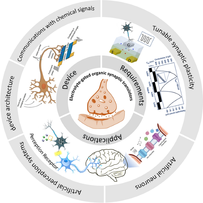 Bioinspired Electrolyte‑Gated Organic Synaptic Transistors: From Fundamental Requirements to Applications
