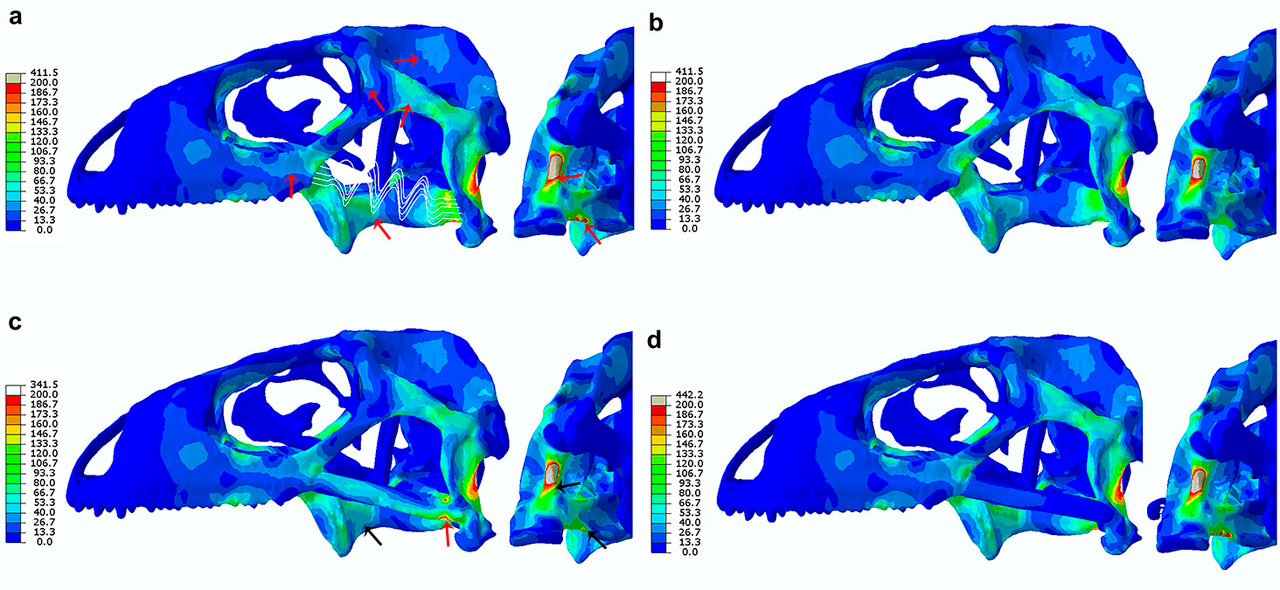 Convergent evolution and biomechanics in ancient lizards