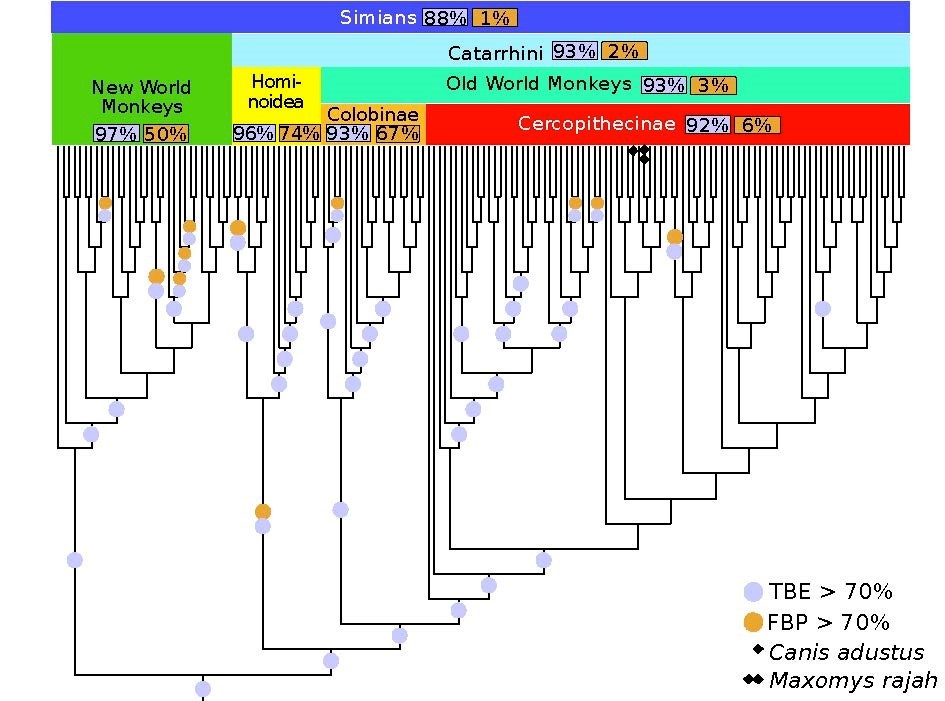 Renewing Felsenstein’s Bootstrap
