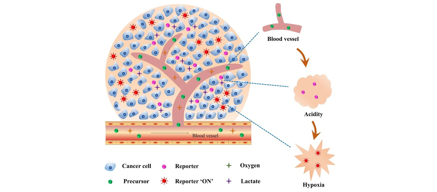 An ultrasensitive probe for imaging tumour acidity and hypoxia