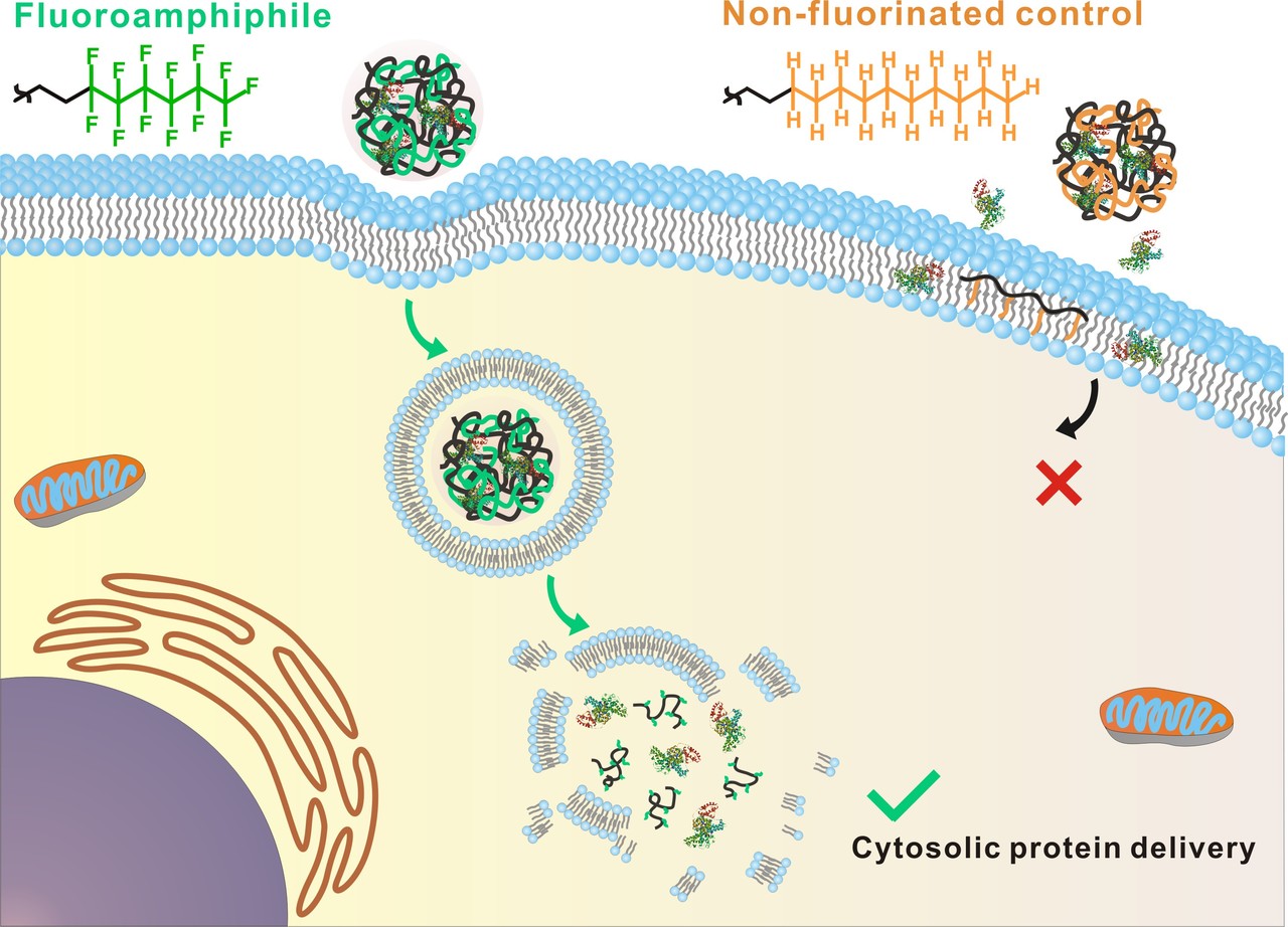 Fluorine facilitates cytosolic protein delivery