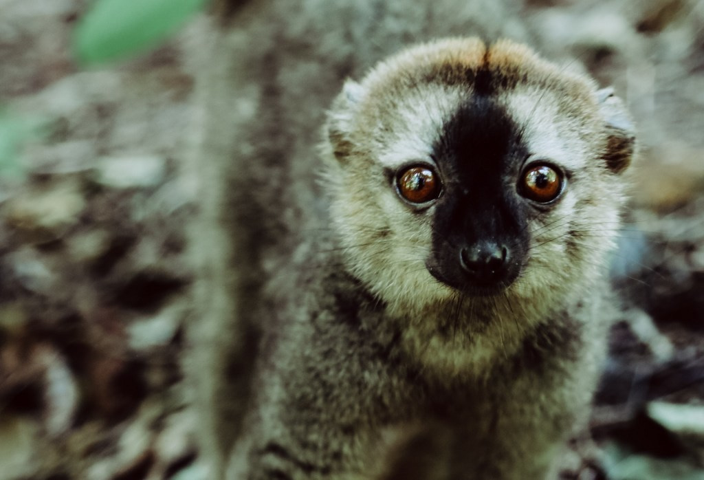 Grant opportunity: Recovery of species on the brink of extinction