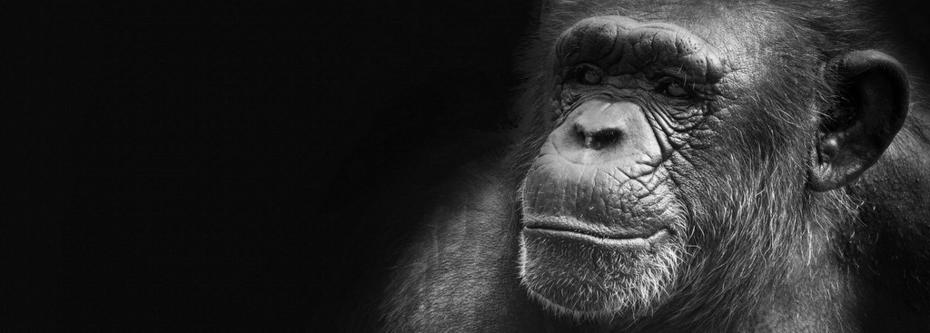 Calling all great ape and gibbon conservationists!