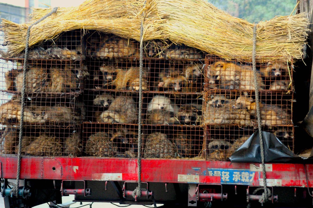 Event: Impacts of COVID-19 on Wildlife Trade, Health, and Climate July 22nd