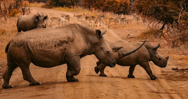 Consultancy opportunity: Strategy Design Consultant