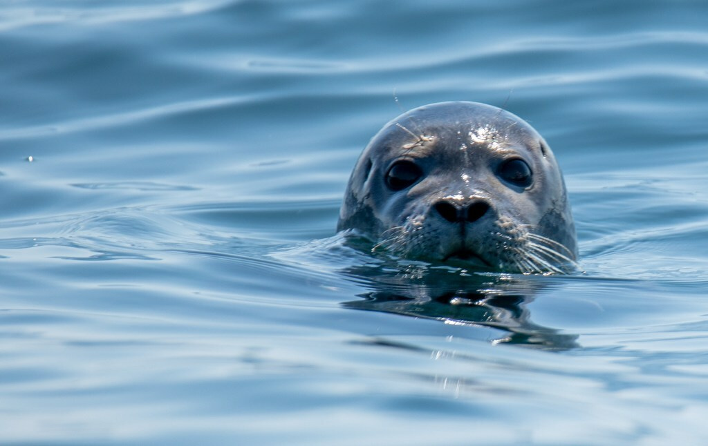 Second round of training bursaries for UK marine conservationists