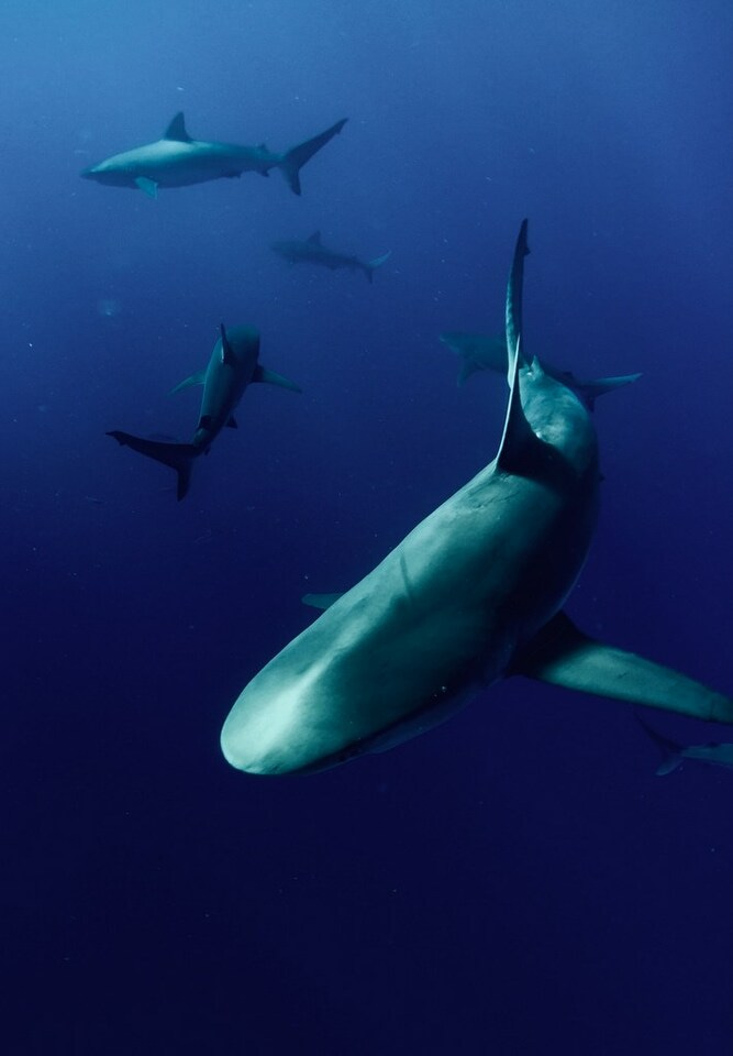 (Probably) last shout out for training bursaries for UK marine conservationists