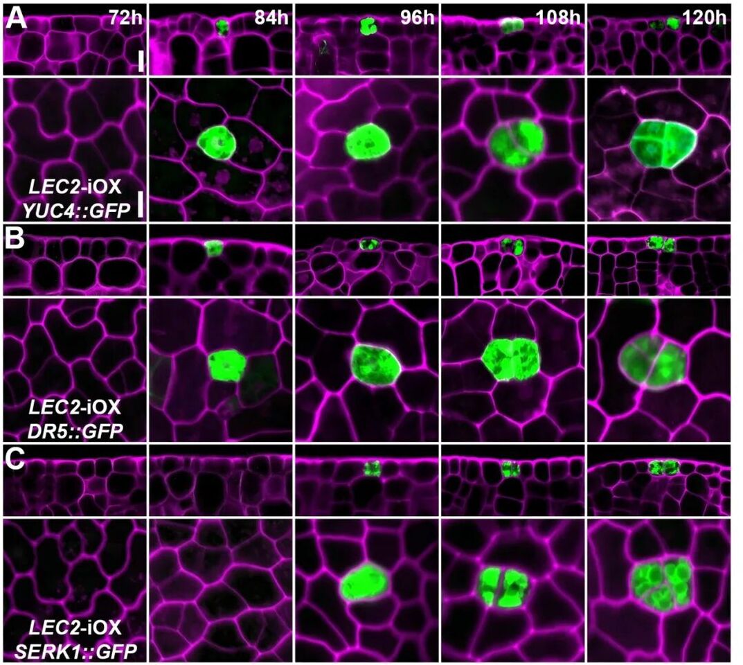 Century-Old Mystery Solved: How a Single Somatic Cell Becomes Totipotent and Regenerates into a Whole Plant