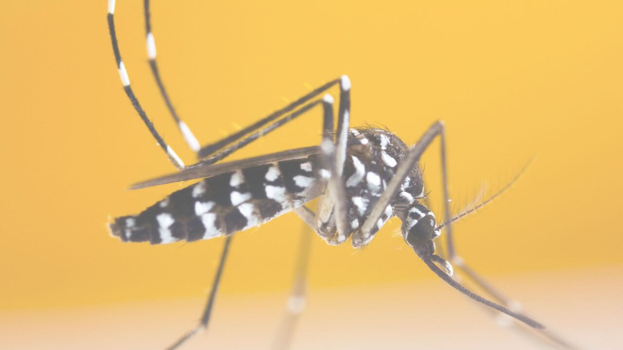 Rethinking Dengue Surveillance in Bangladesh