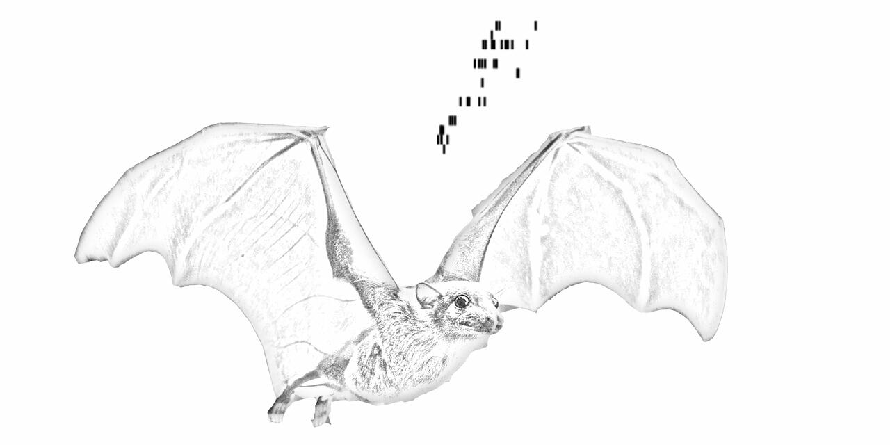 Replay and representation dynamics in the hippocampus of freely flying bats