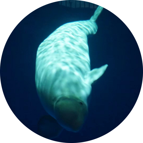 Go to the profile of Wan Quan