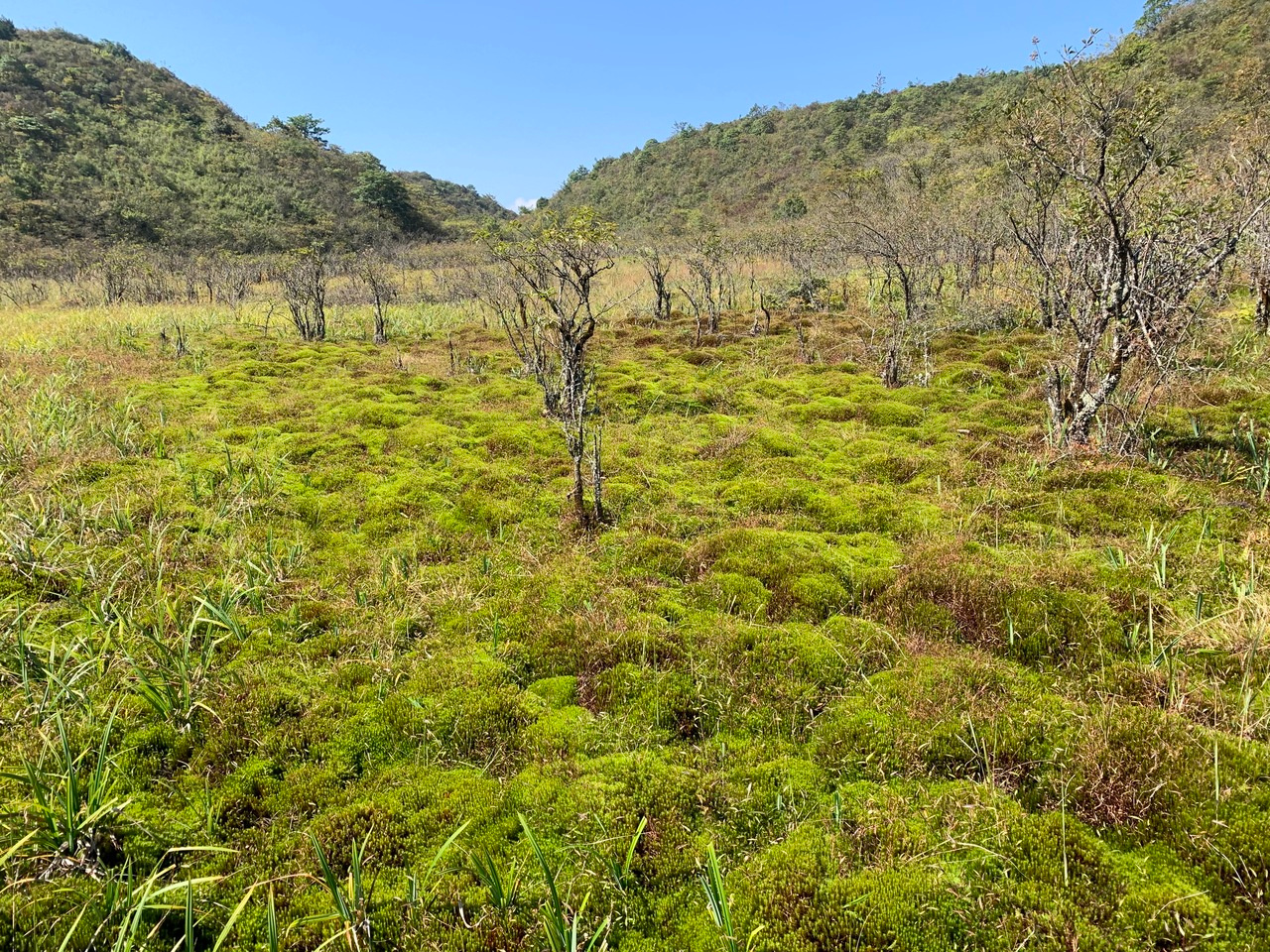 A natural alliance: how plant community changes and microbial responses stabilized peatland carbon in a drying climate