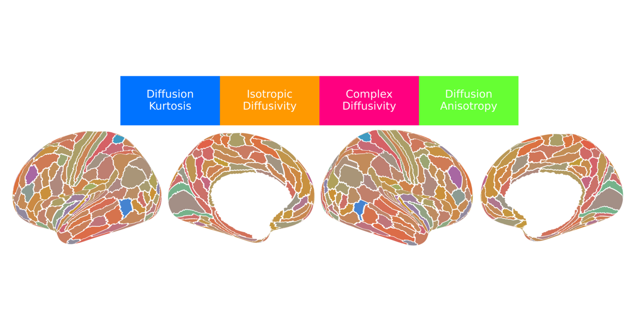 Mapping the human cortex in vivo with diffusion MRI