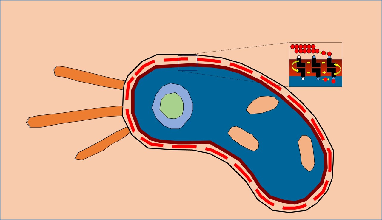 A Mighty Twisted Protein in Bacterial Cell Wall Synthesis