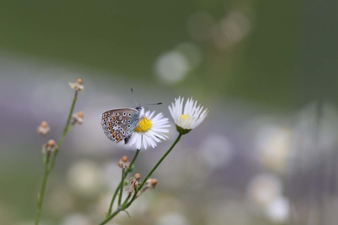 Citizen science and traditional research are allies