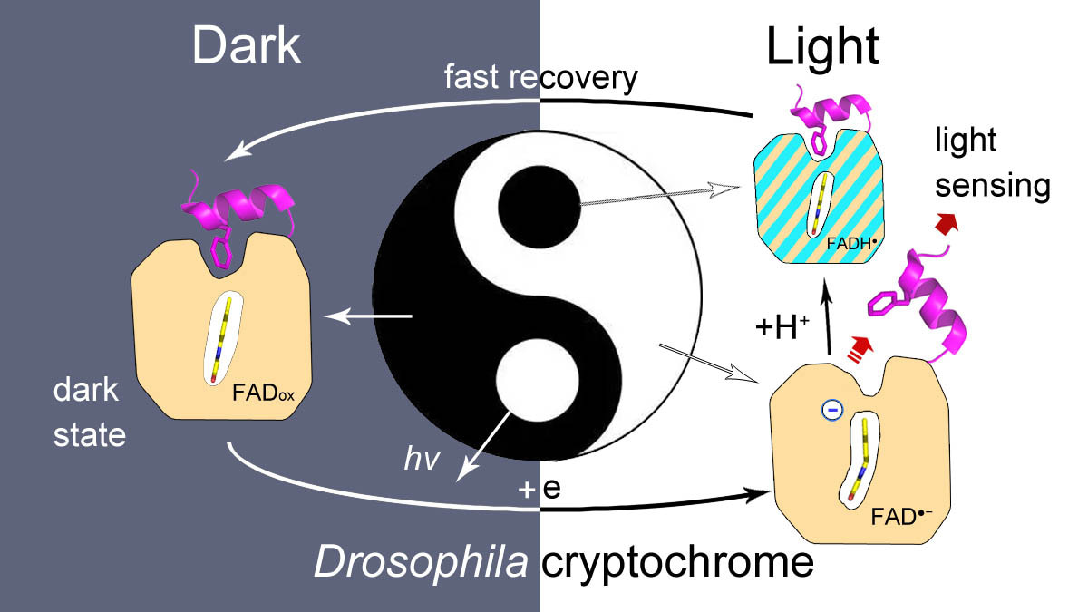 Drosophila cryptochrome: Balance between light sensitivity and dark recovery