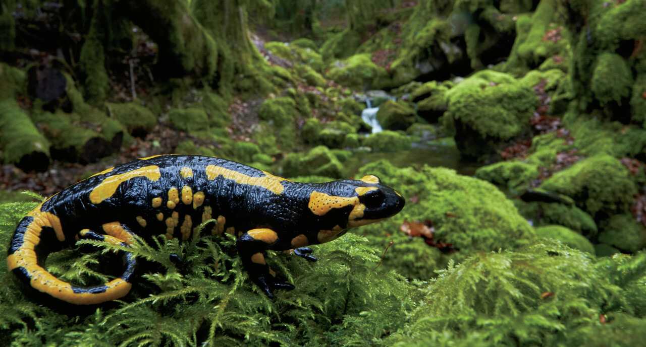 Time to grow up: ancient climate event favoured the rise of metamorphosing salamanders 