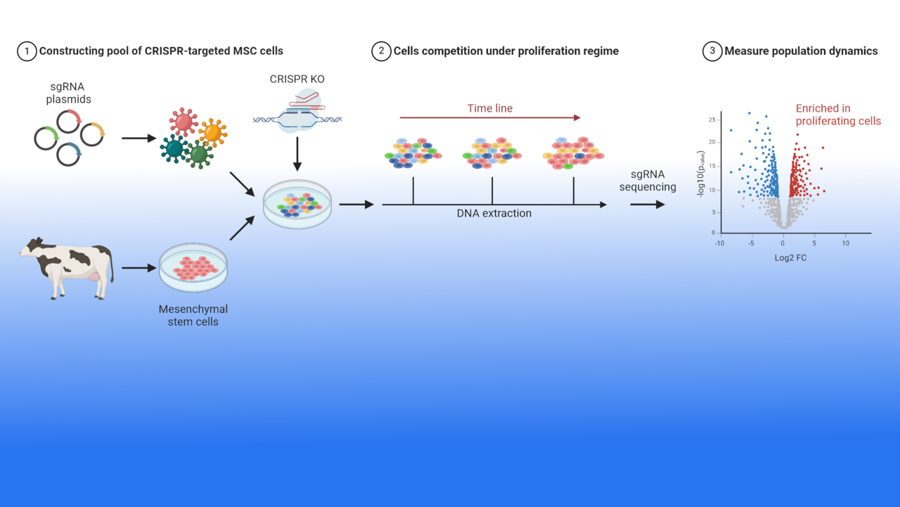 The Second Domestication of Cows: Reprogramming Stem Cells for the Future of Meat