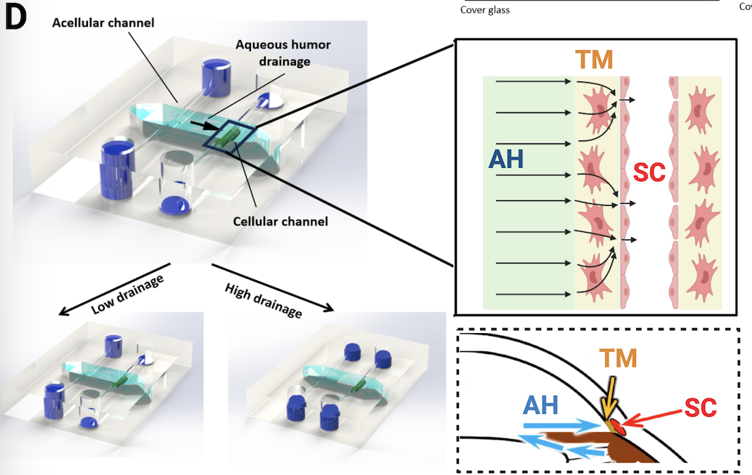 Eye lymphatics-on-a-chip