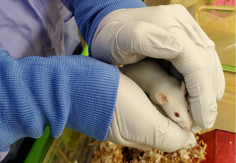 Fatal Flaws are Ingrained in Laboratory Animal Research - But who cares?