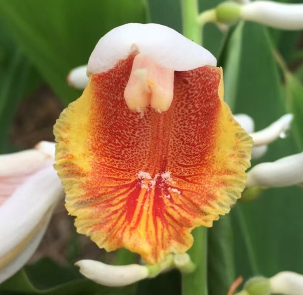 Go to the profile of Jian-Li Zhao