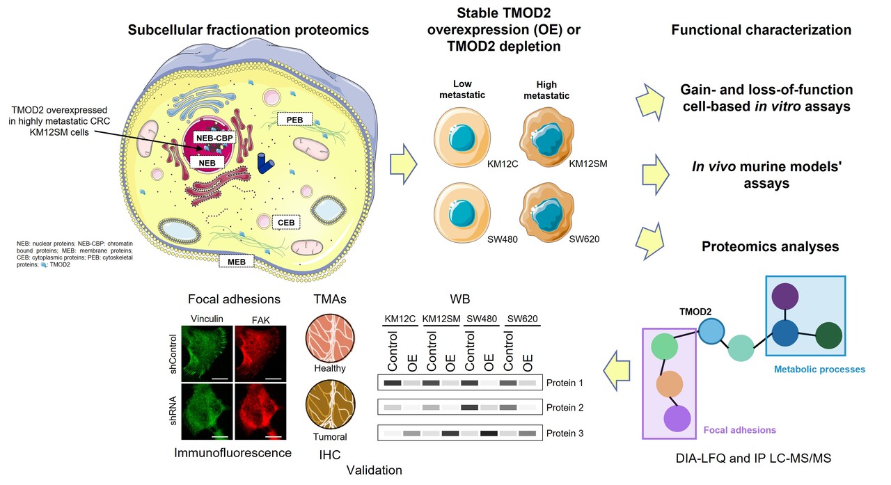 The untold story of TMOD2 in colorectal cancer metastasis