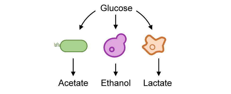 Overflow metabolism: Why cells waste nutrients—and why it’s not really waste