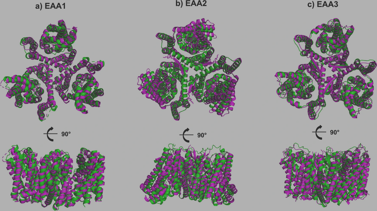 When Half a Protein Is Enough