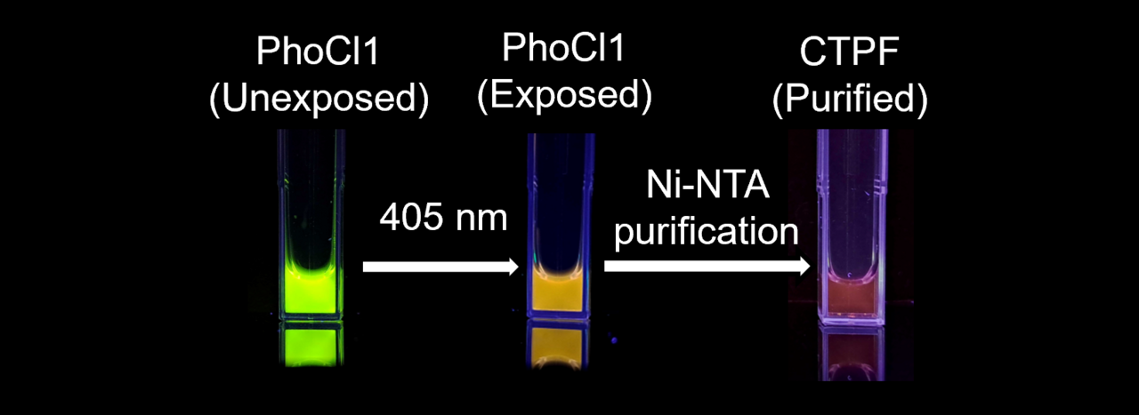 Fluorescent Surprises in Protein Cleavage