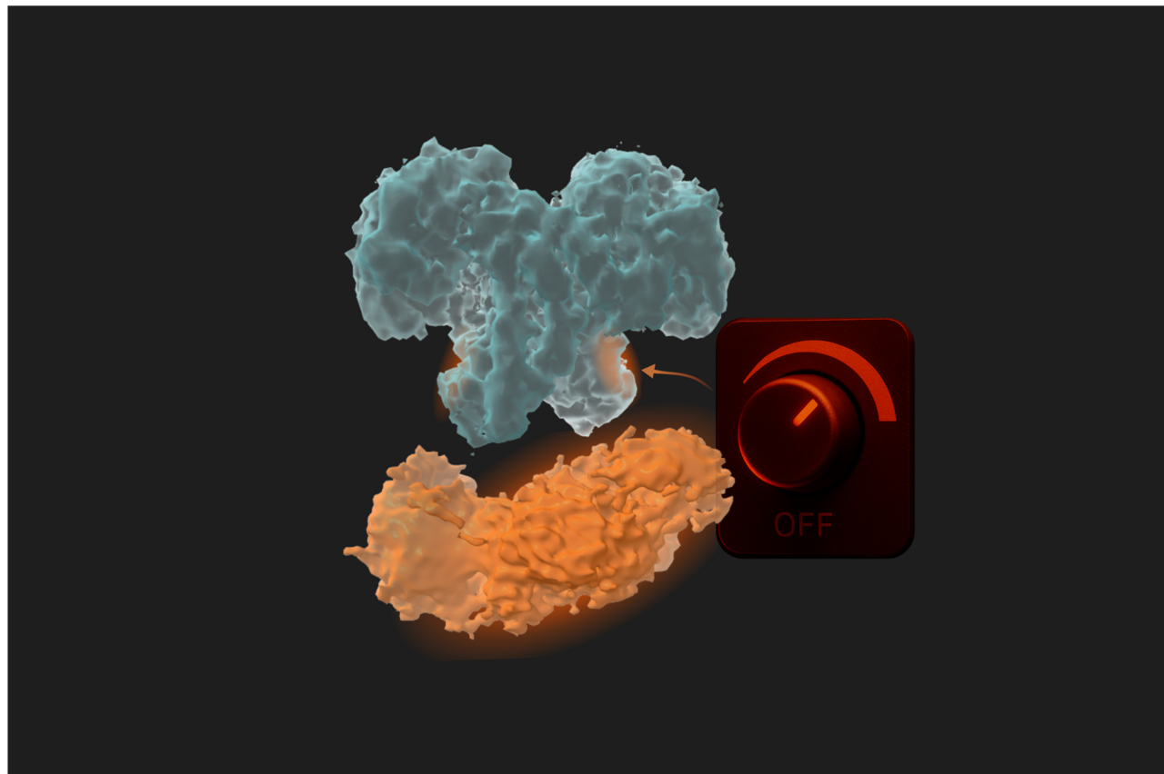 Allosteric Control: OGA’s Built-In Dimmer Switch