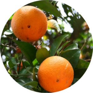 Go to the profile of David Jose Florez Rodriguez