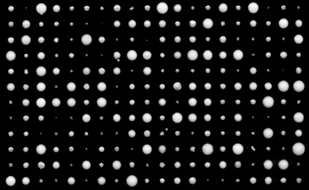 Domestication and genome evolution under the light of 1,011 yeast natural isolates