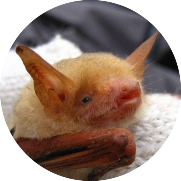 Go to the profile of Wen-Jui Chang