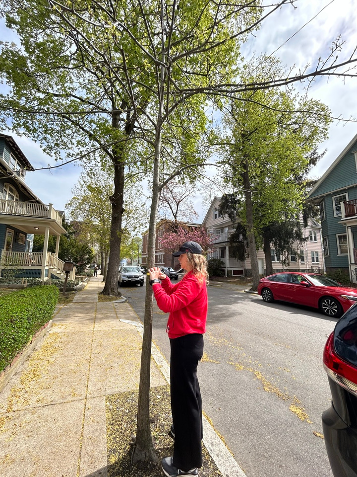 The dysregulated microbiome of city trees