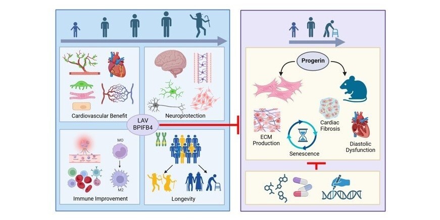 A longevity-associated variant of the human BPIFB4 gene prevents diastolic dysfunction in progeria mice