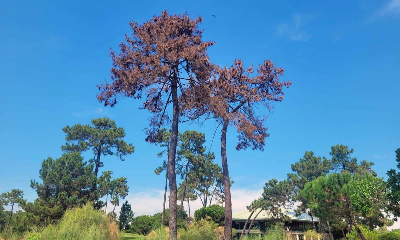 Multiple factors associated with forest decline in the context of control measures for the pinewood nematode