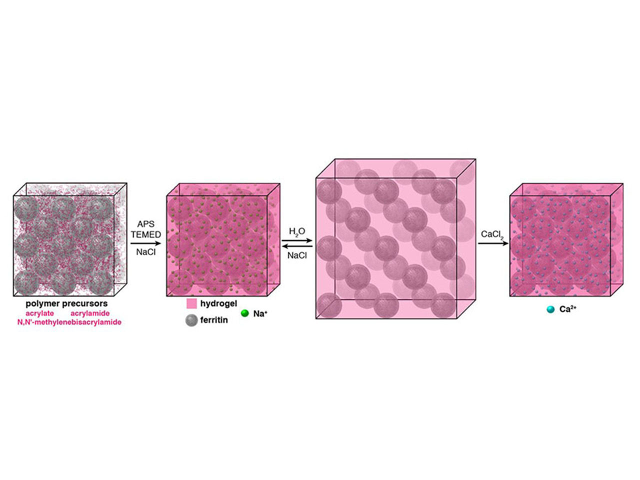 Bypassing the Fundamental Trade-off Between Structural Order and Flexibility 