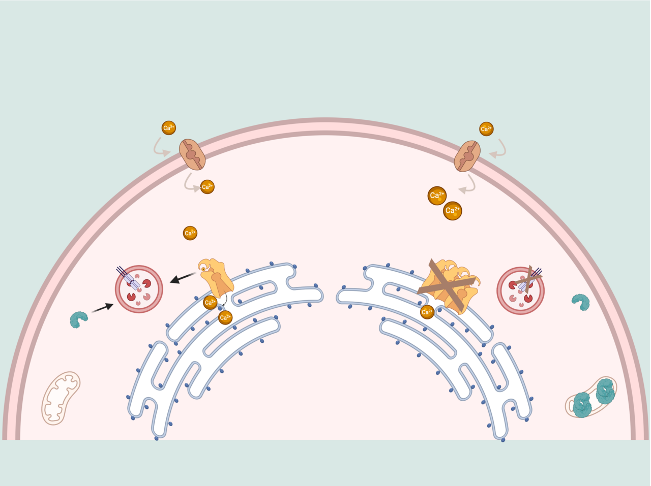 Uncovering the role of chaperone-mediated autophagy in muscle aging