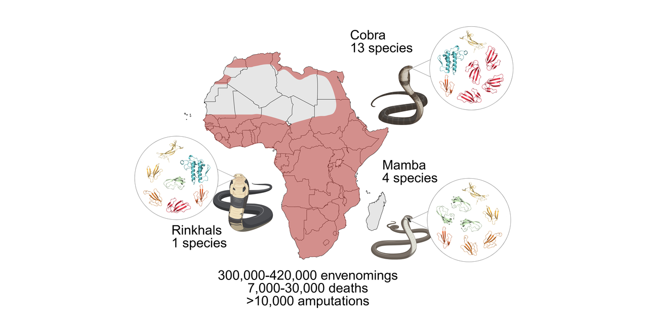Reimagining antivenoms: from horse serum to biotechnology