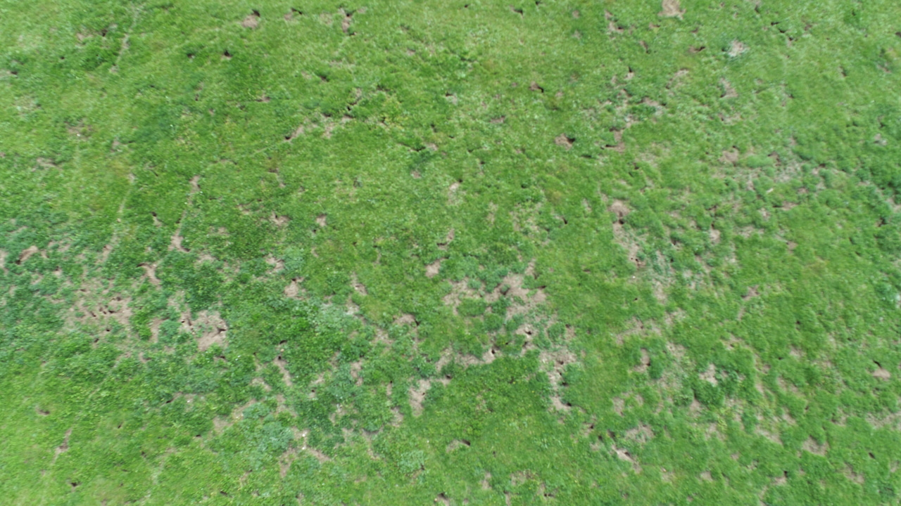 Grassland degradation reshapes the rules linking biodiversity and ecosystem functioning