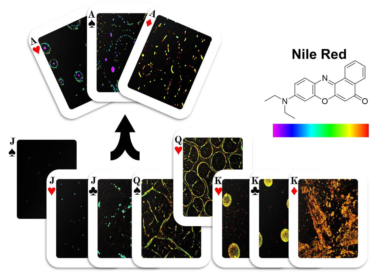 Visualizing the chemical components of surface adlayers