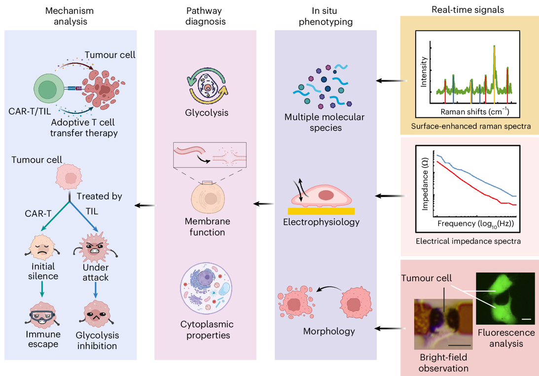 Real-time multimodal phenotyping reveals distinct tumor cell dynamics and immune escape mechanisms in T cell therapies